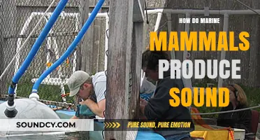Unveiling the Acoustic Secrets: How Marine Mammals Produce Sound