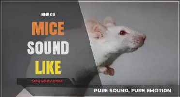 Unveiling the Unique Sounds of Mice: Squeaks, Scratches, and Chirps Explained