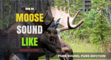 Unveiling the Unique Vocalizations: What Does a Moose Sound Like?