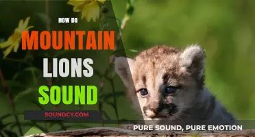 Unveiling the Mysterious Calls of Mountain Lions: Sounds and Behaviors
