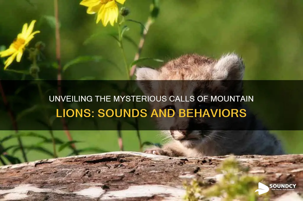 how do mountain lions sound
