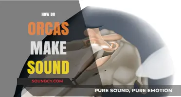 Unveiling the Mysteries: How Orcas Produce Unique Underwater Sounds