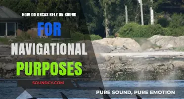 Echoes of the Deep: Orcas' Sonic Navigation Secrets Unveiled