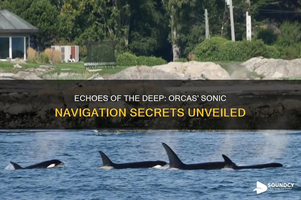 how do orcas rely on sound for navigational purposes