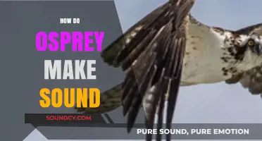 Unveiling the Unique Vocalizations: How Do Ospreys Produce Their Sounds?