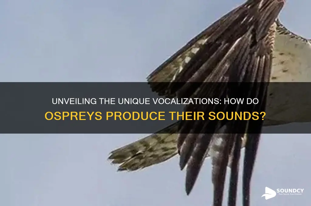 how do osprey make sound