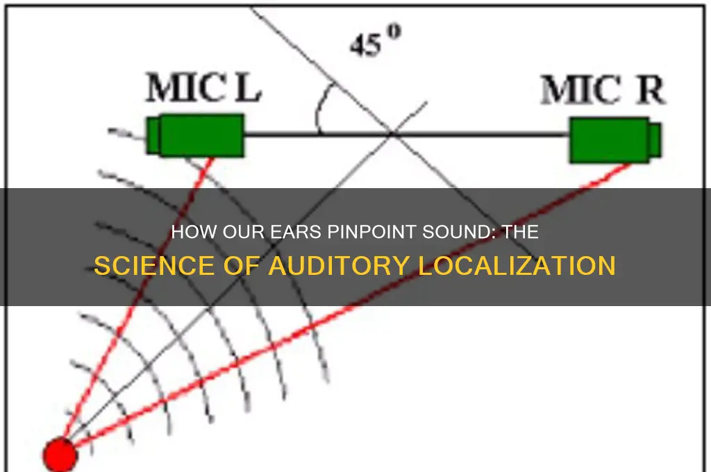 how do our ears locate sound