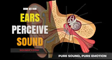 Unraveling the Mystery: How Our Ears Decode and Perceive Sound