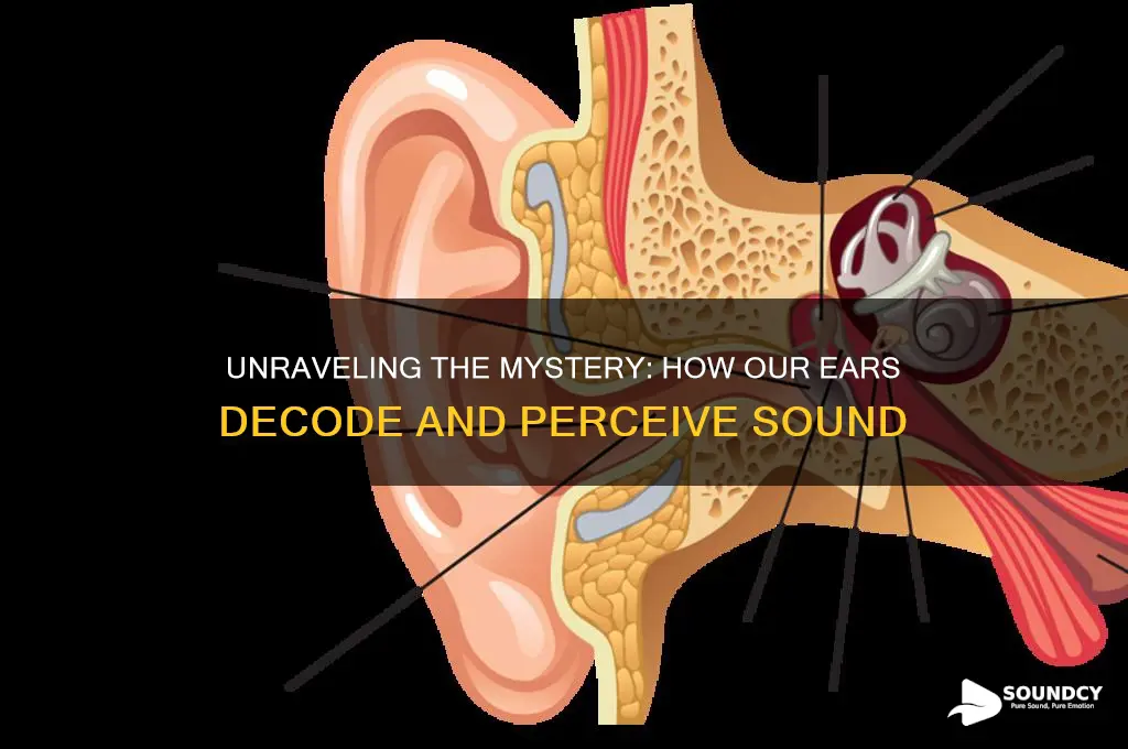 how do our ears perceive sound
