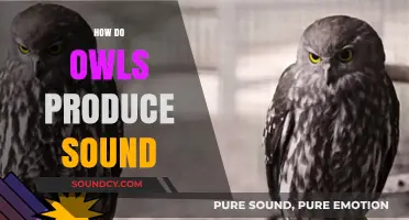Unveiling the Silent Hunters: How Owls Produce Their Unique Sounds
