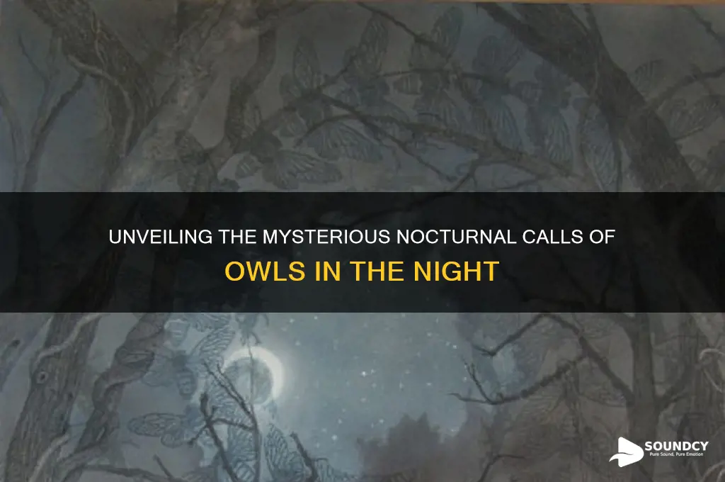 how do owls sound at night