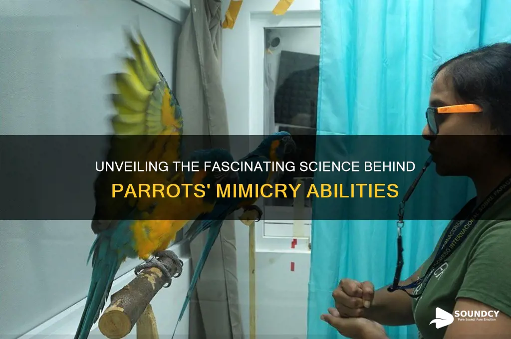 how do parrots copy sounds