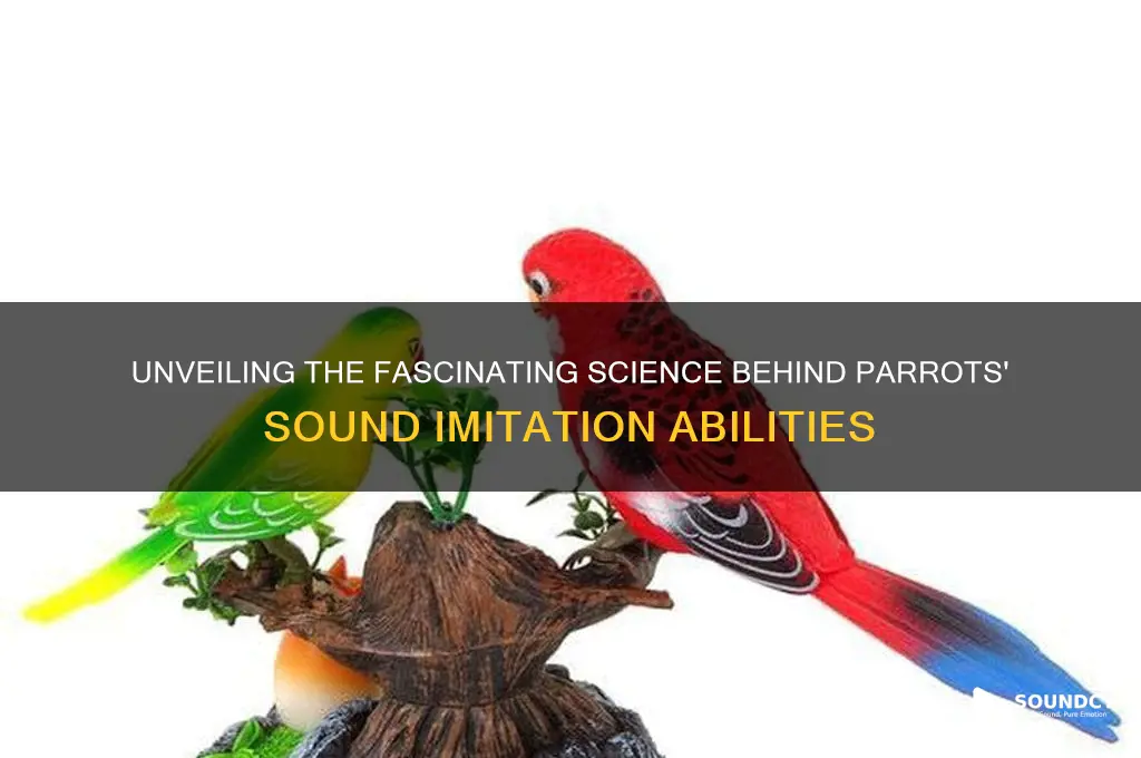 how do parrots imitate sounds