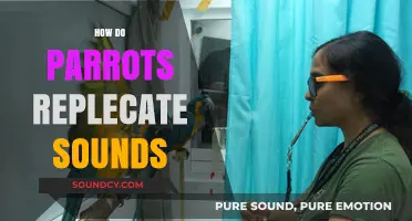 How Parrots Master Sound Replication: The Science Behind Their Mimicry