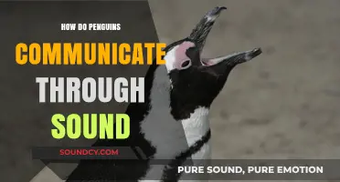 Decoding Penguin Vocalizations: How These Flightless Birds Communicate Through Sound