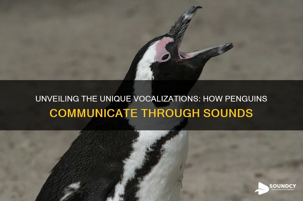 how do penguins make sounds