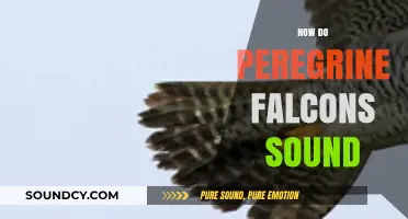 The Unique Calls and Sounds of Peregrine Falcons Explained