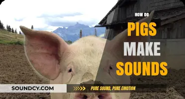 Understanding Pig Communication: How Do Pigs Make Sounds?