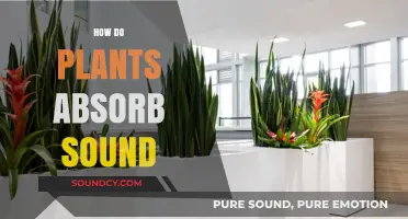 How Plants Absorb Sound: Unveiling Nature's Acoustic Secrets and Benefits
