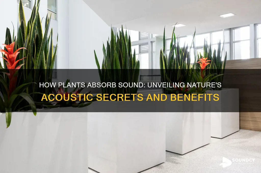 how do plants absorb sound