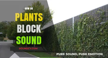 How Plants Act as Natural Sound Barriers: Science Explained