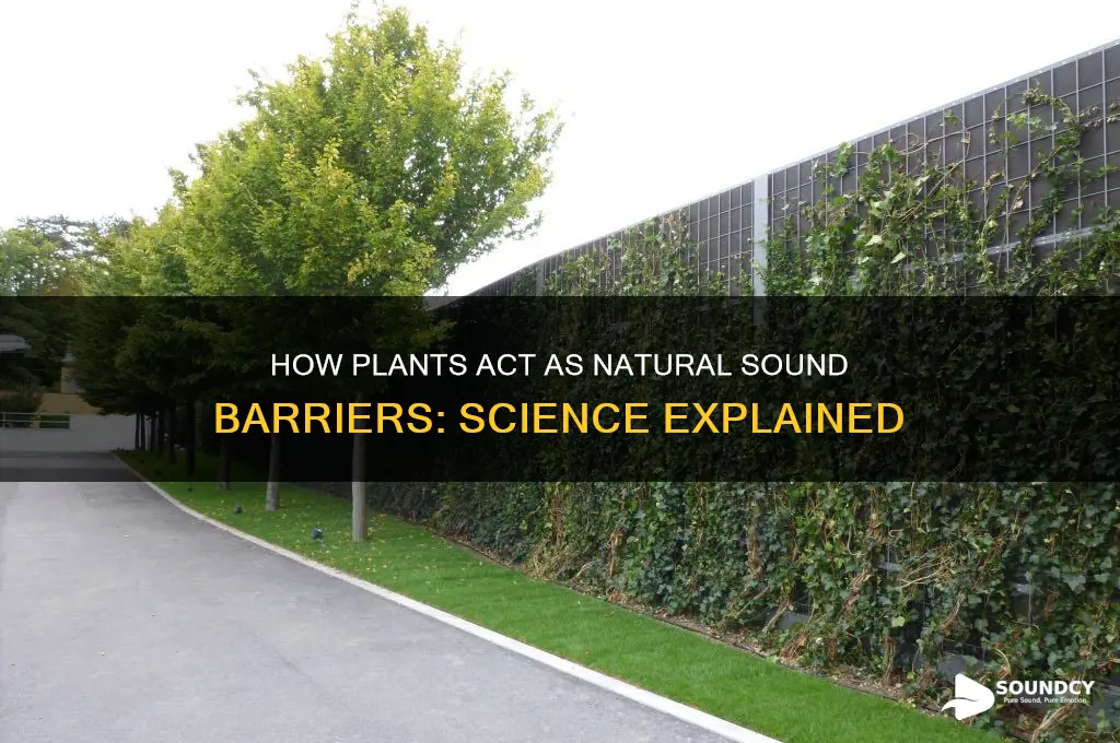 how do plants block sound