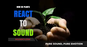 Can Plants Hear? Exploring Sound's Surprising Impact on Plant Behavior