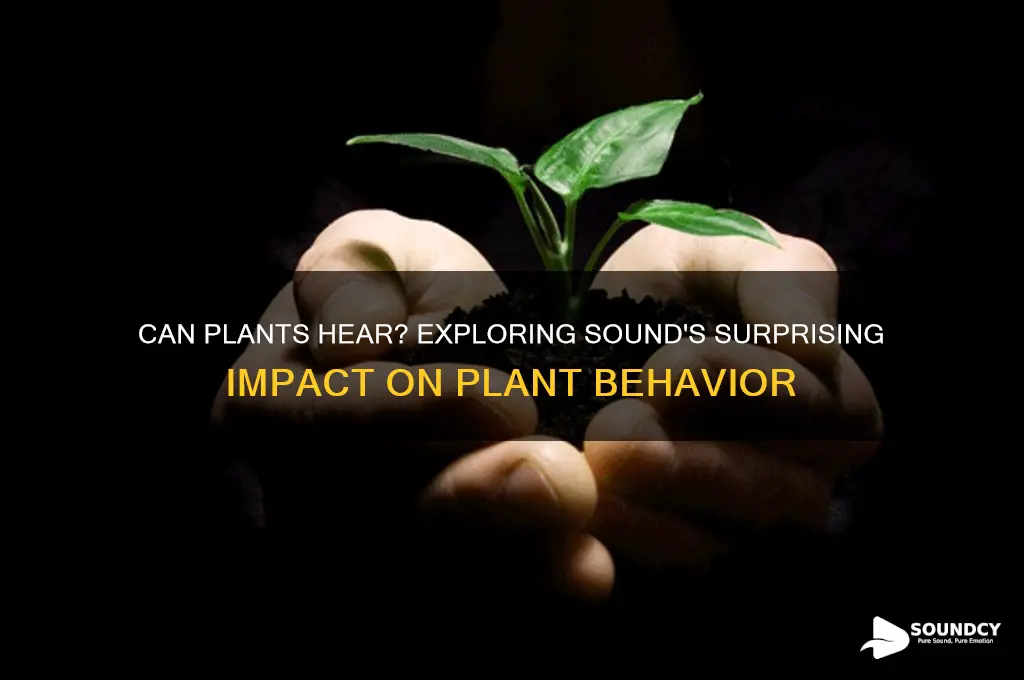 how do plants react to sound