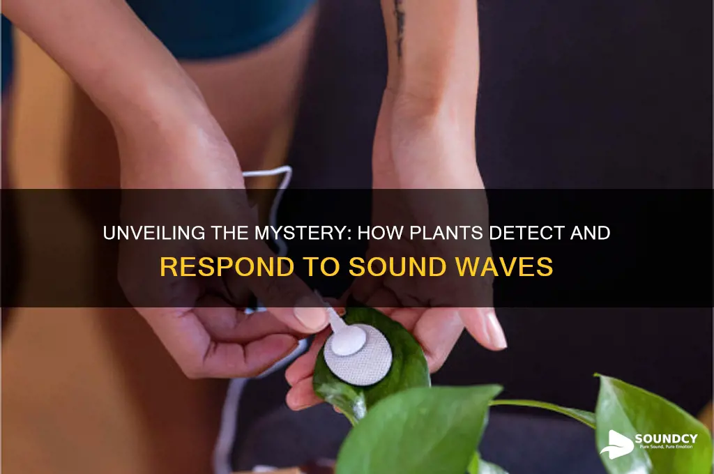 how do plants sense sound