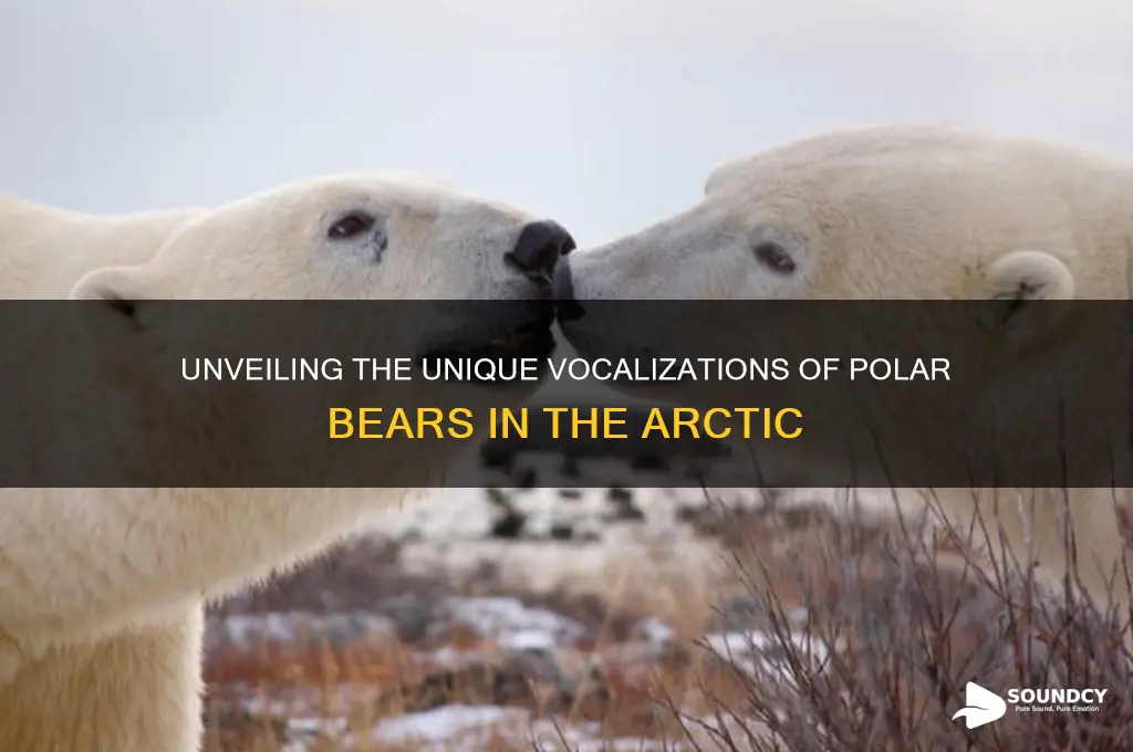 how do polar bears sound