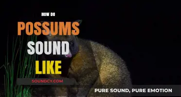 Unveiling the Unique Sounds of Possums: A Comprehensive Guide