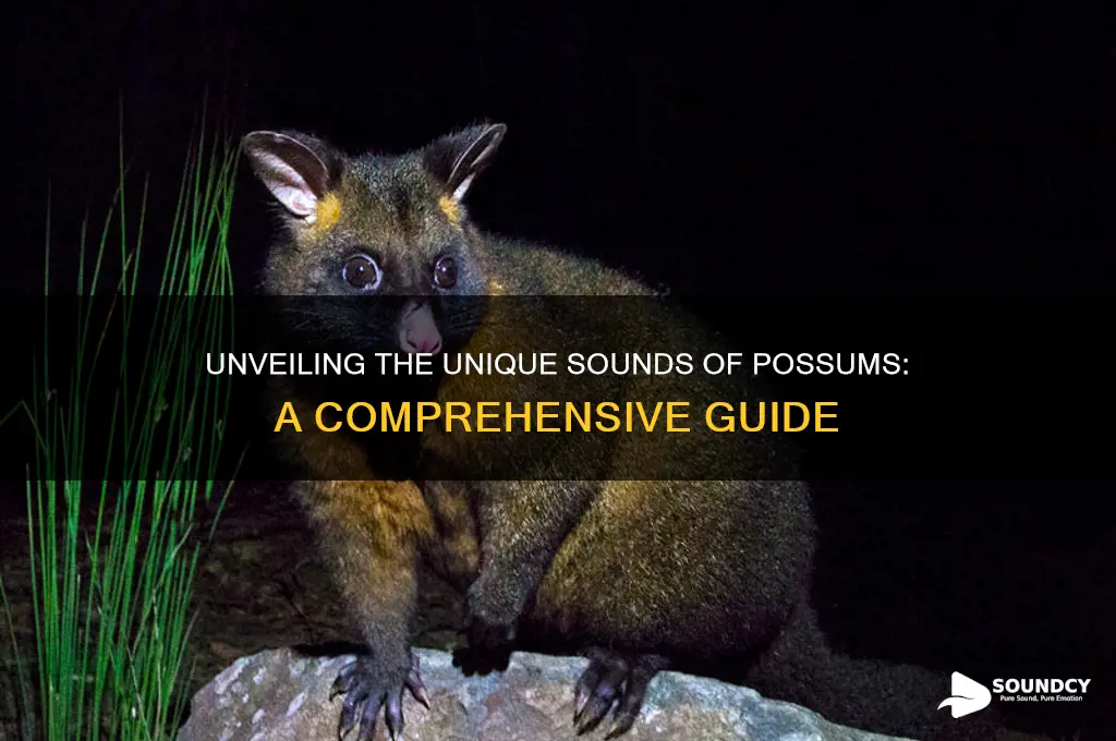 how do possums sound like