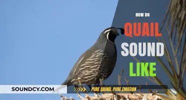 Discover the Unique Calls and Sounds of Quails in Nature