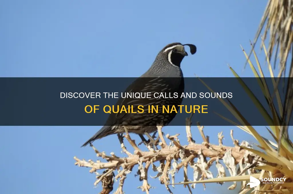 how do quail sound like