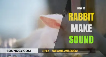 Unveiling the Silent World: How Rabbits Communicate Through Sounds