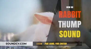 Understanding the Unique Thumping Sound of Rabbits: Causes and Meanings