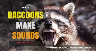 Unveiling the Vocal World: How Raccoons Communicate Through Sounds