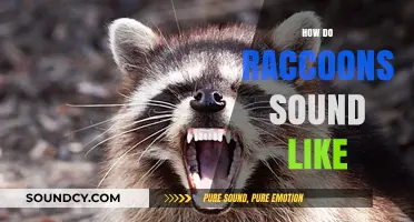 Unveiling the Unique Vocalizations: What Sounds Do Raccoons Make?