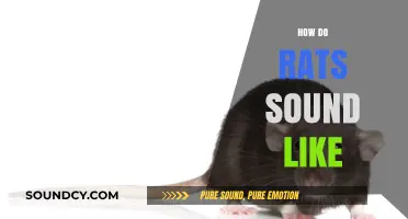 Unveiling the Unique Sounds: What Do Rats Really Sound Like?