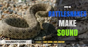 Unveiling the Mystery: How Rattlesnakes Create Their Iconic Sound