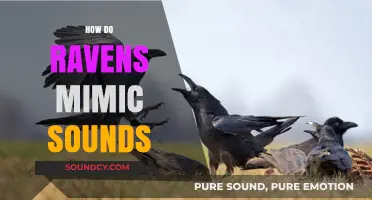 Ravens' Remarkable Mimicry: Unveiling Their Sound-Copying Abilities and Intelligence