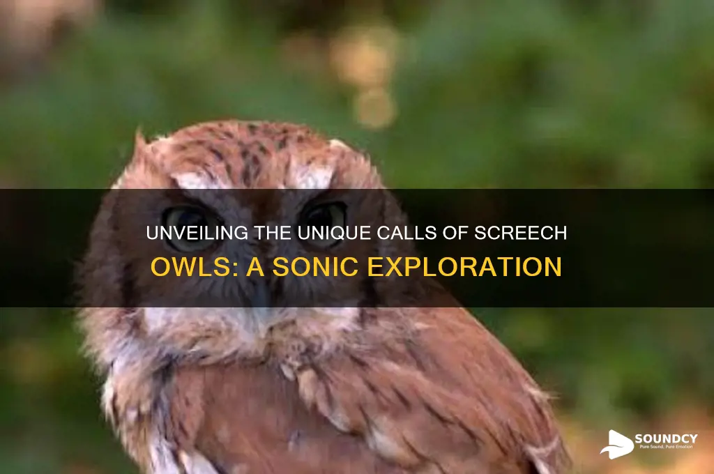 how do screech owls sound