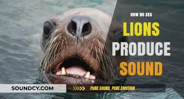Unveiling the Unique Vocalizations: How Sea Lions Produce Sound