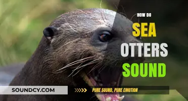 Discover the Unique Vocalizations of Sea Otters: Sounds and Communication