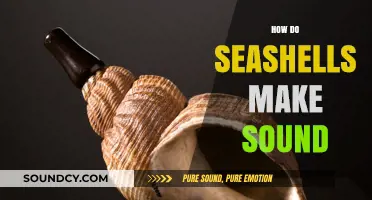 Unveiling the Science Behind Seashells' Soothing Sounds and Echoes