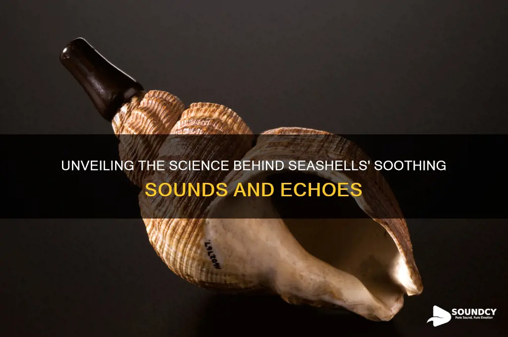 how do seashells make sound