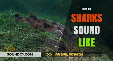 Unveiling the Mysterious Underwater Sounds of Sharks: What Do They Sound Like?
