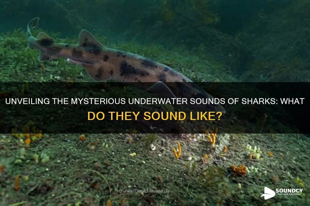 how do sharks sound like