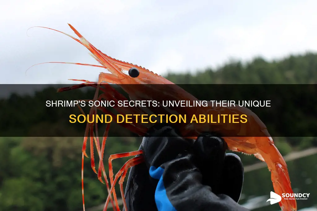 how do shrimp detect sound