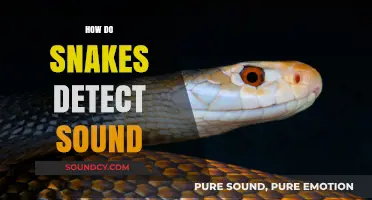 Unraveling the Mystery: How Snakes Detect Sound Without Ears